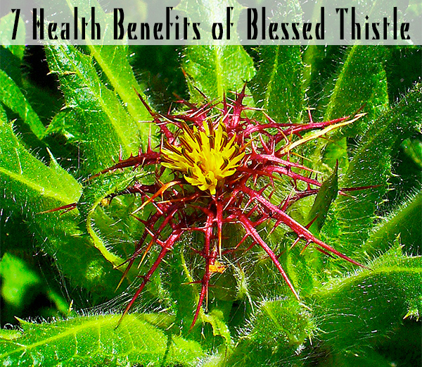 7 Health Benefits of Blessed Thistle