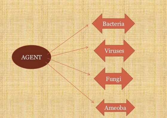 Causation Theories Of Disease | Healthy Planet