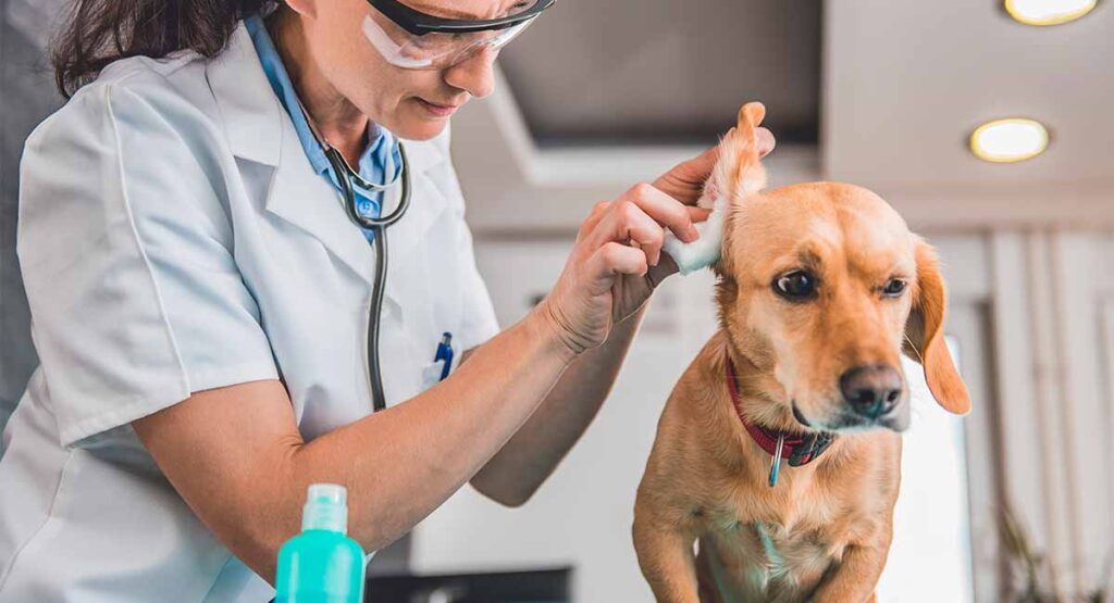 Tips On How to Maintain and Keep Dogs Ears Clean to Avoid Infections