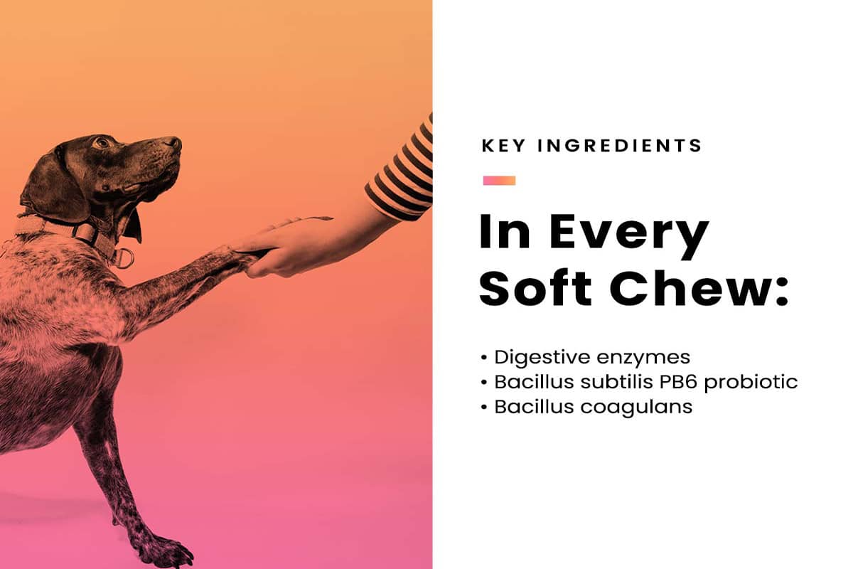 Cat and Dog Probiotics & Prebiotics Digestive Enzymes Soft Chew