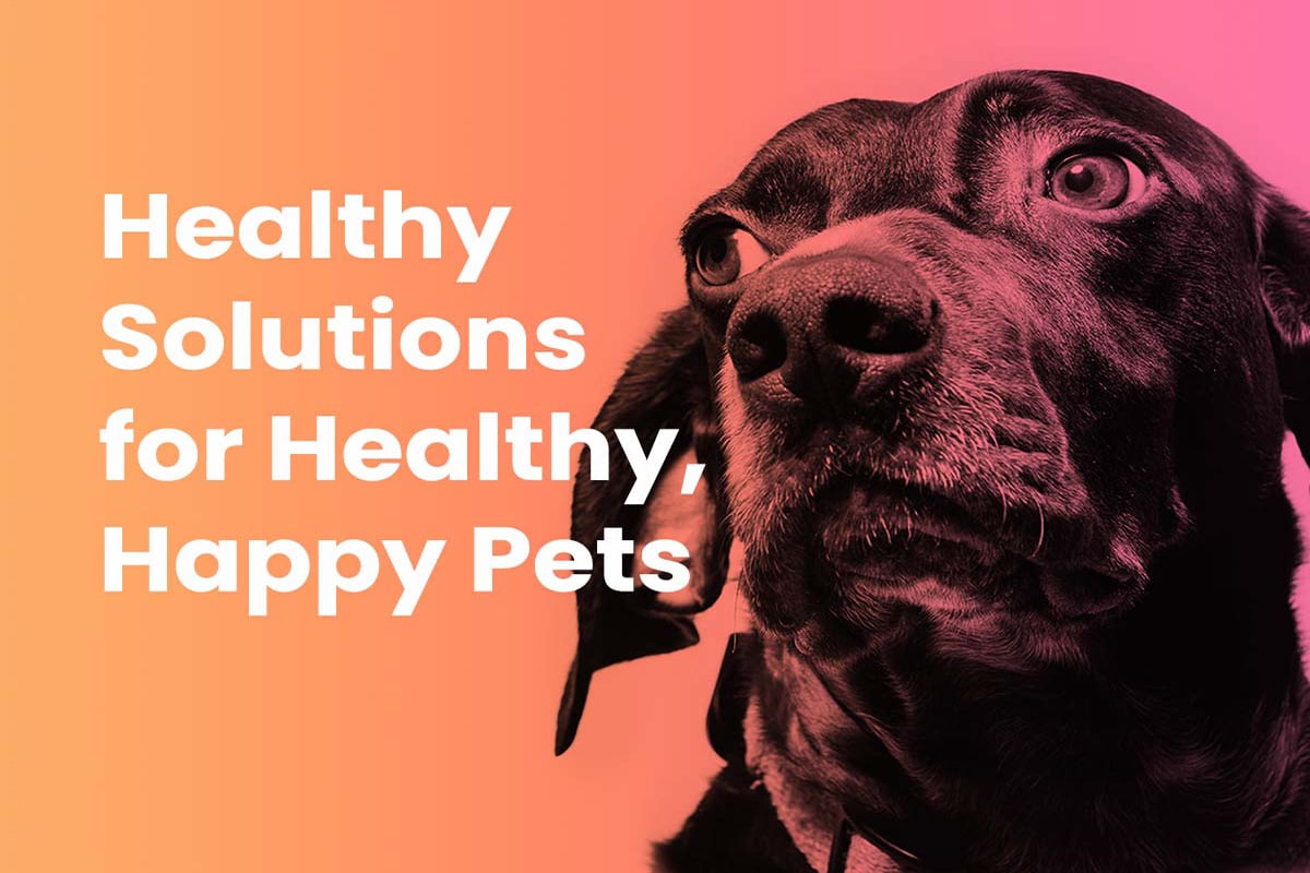 Urinary Support Soft Chew Supplement for Dogs Healthy Solutions For Pets