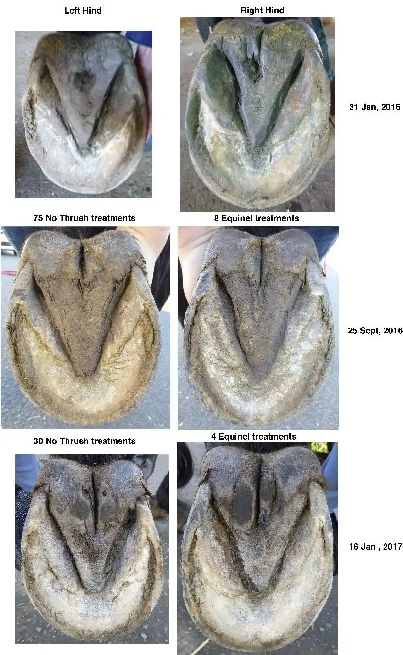 Comparison of Equinel and No Thrush treatments on the health of frogs