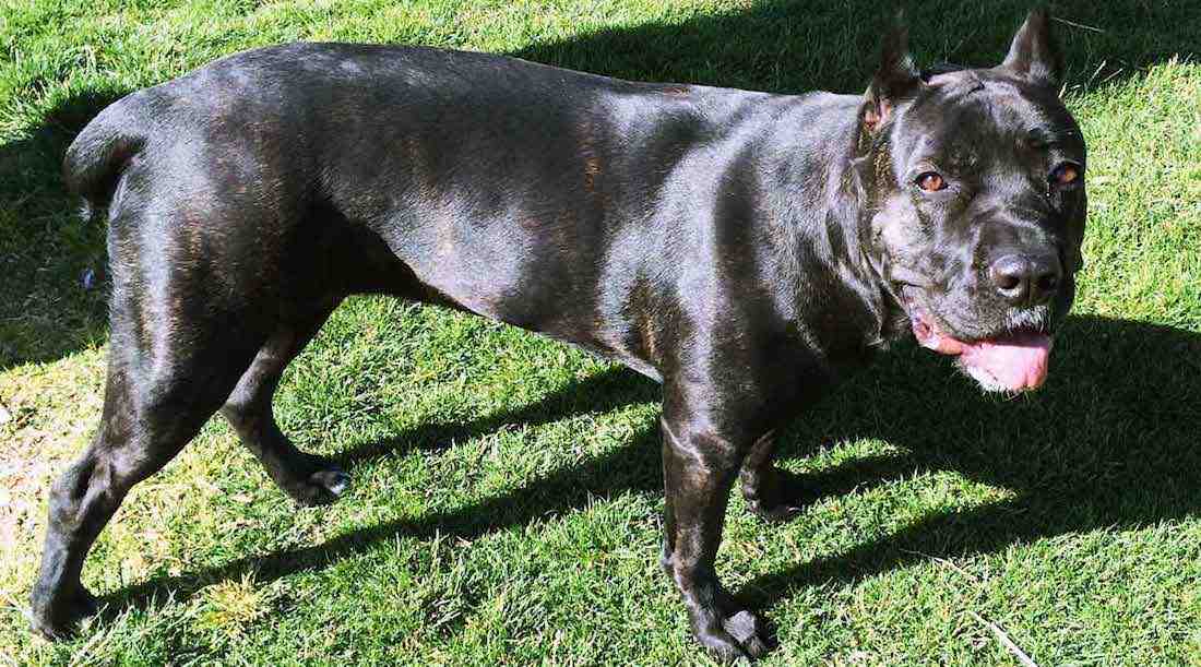 Healthy Web Design Slider image of Cane Corso