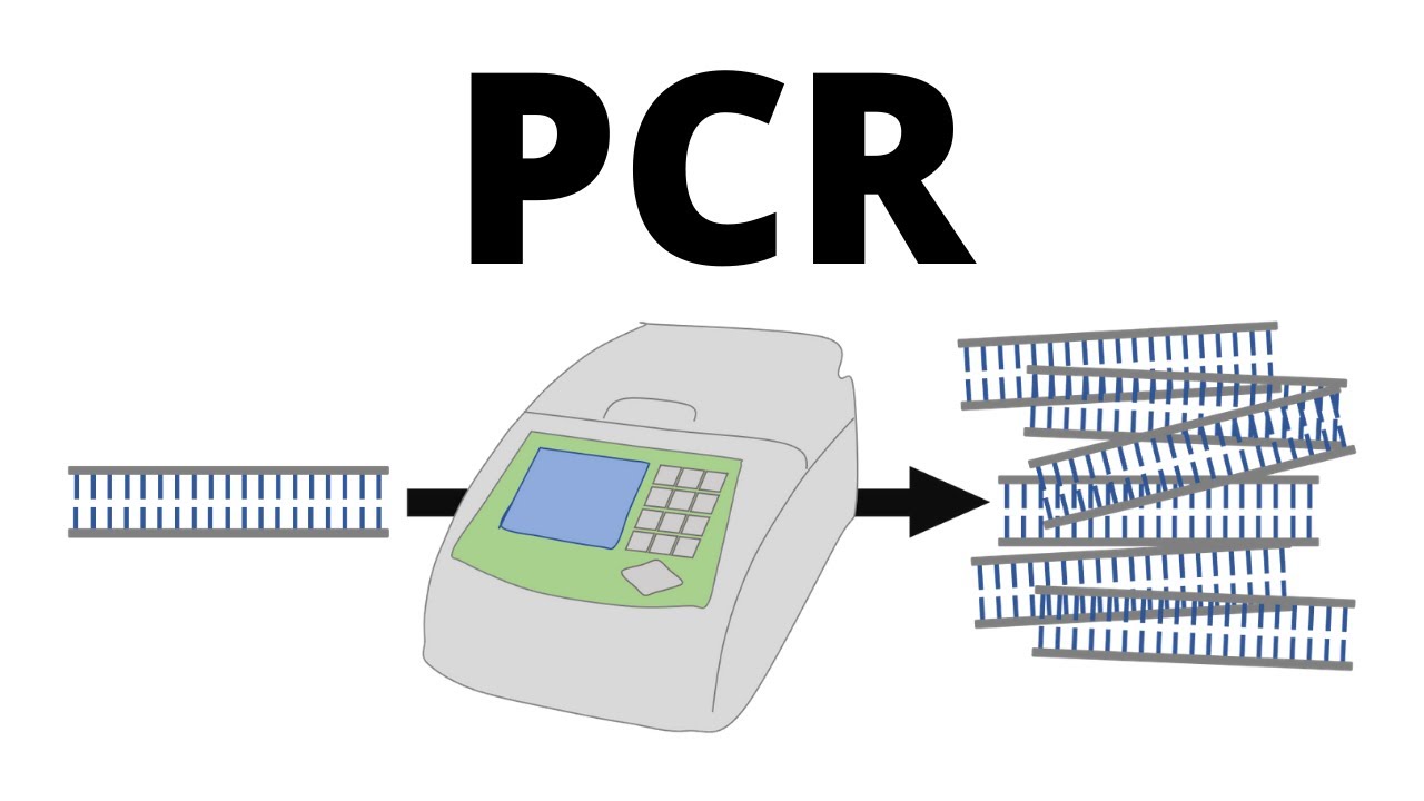 How a RealTime PCR System Works An Introduction Healthy World Box