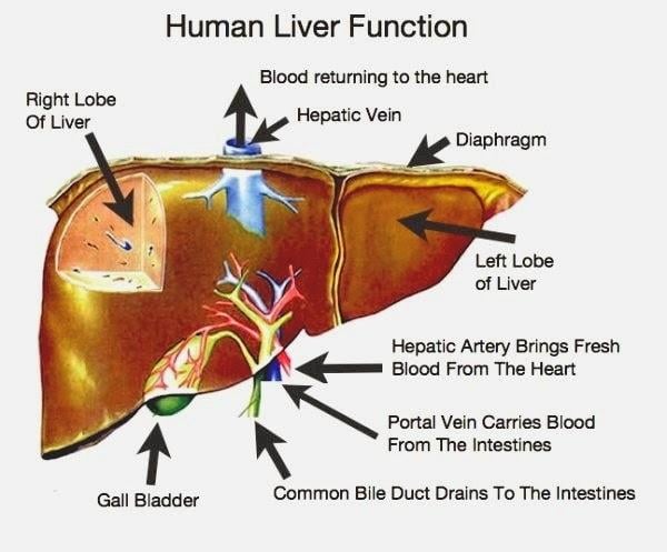 How to Cleanse your Liver Naturally with these fantastic