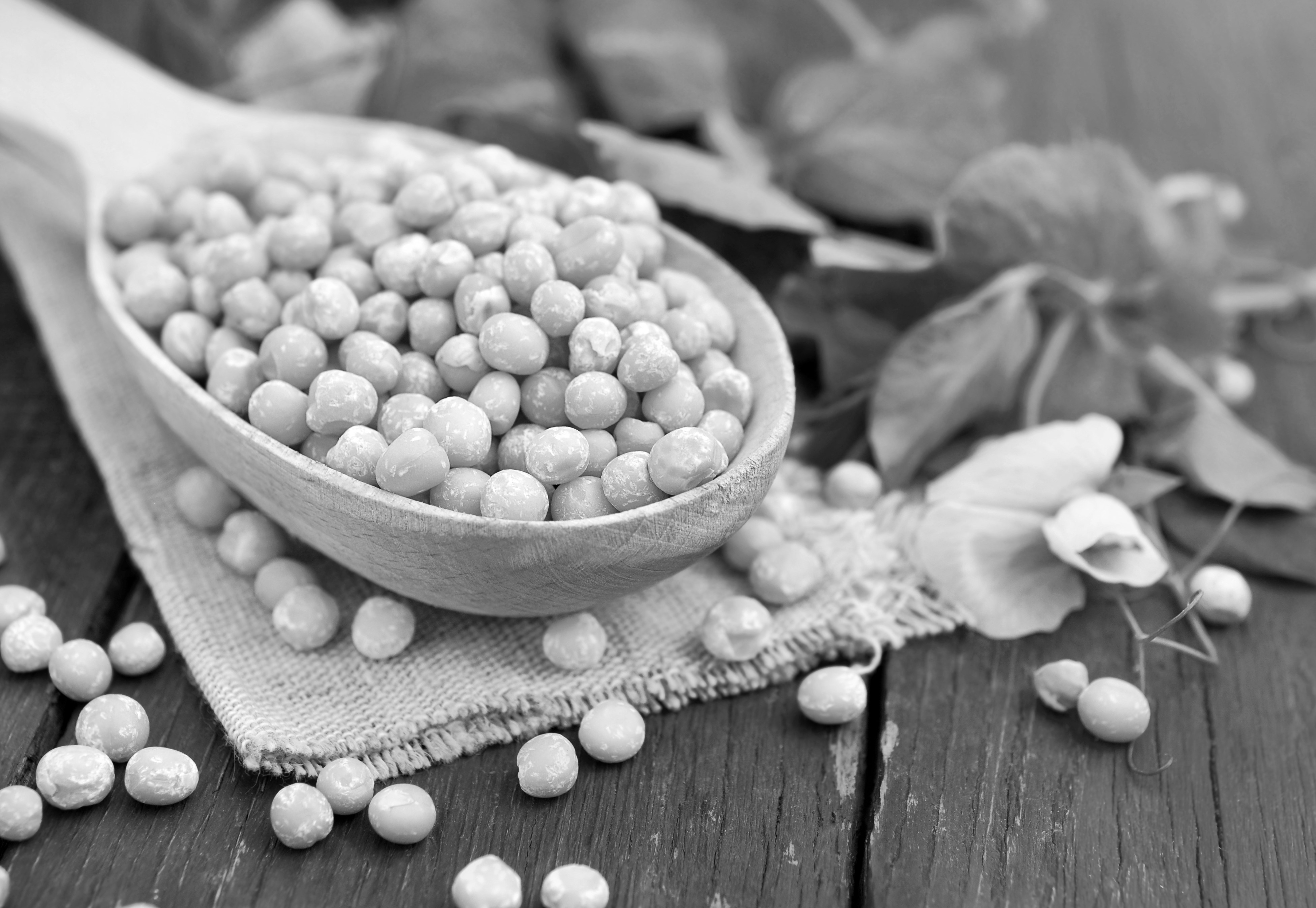 PrimaTex® Textured Pea Protein 2 Sizes Available Healy Group