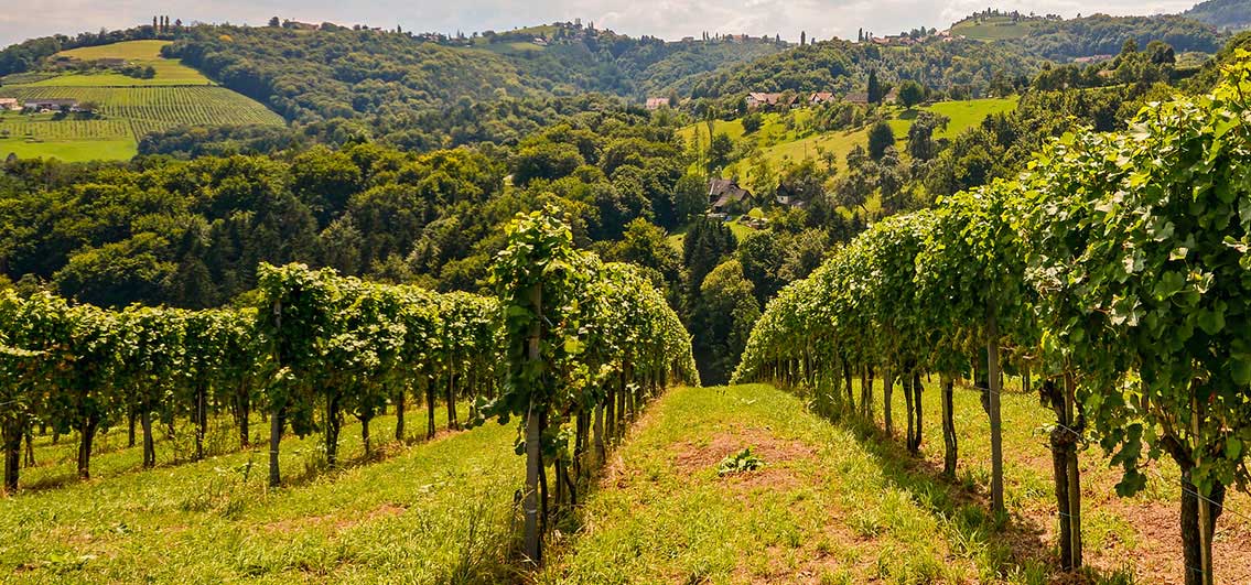 Our Clients Weathervane Winery Hearst DMS