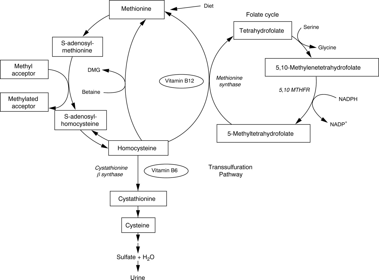 Mostly Meat Is What I Eat Homocysteine and Glutathione Nutrients