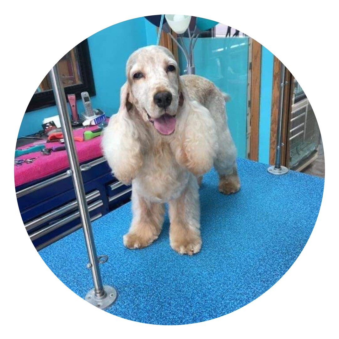 About Heart Dog Grooming Heart Dog Grooming