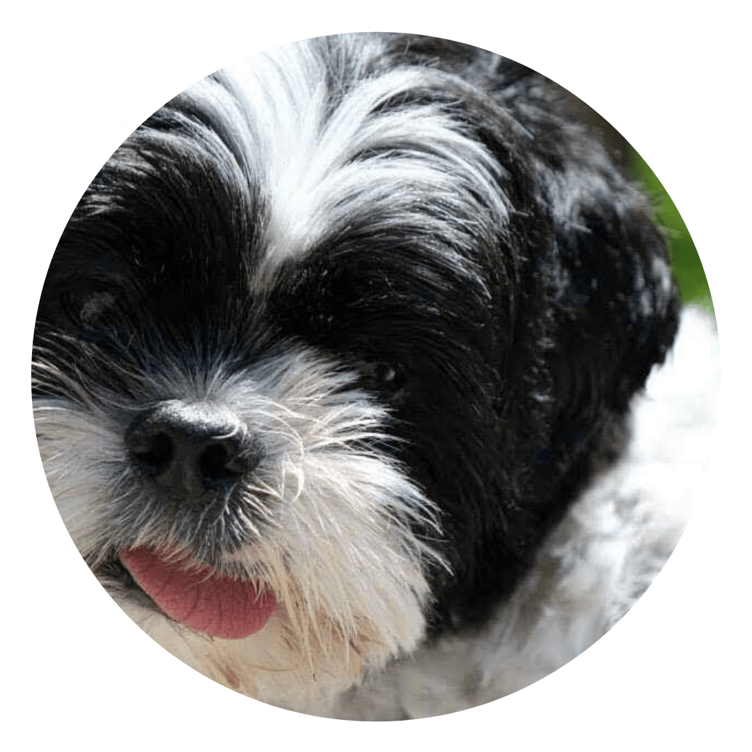 About Heart Dog Grooming Heart Dog Grooming