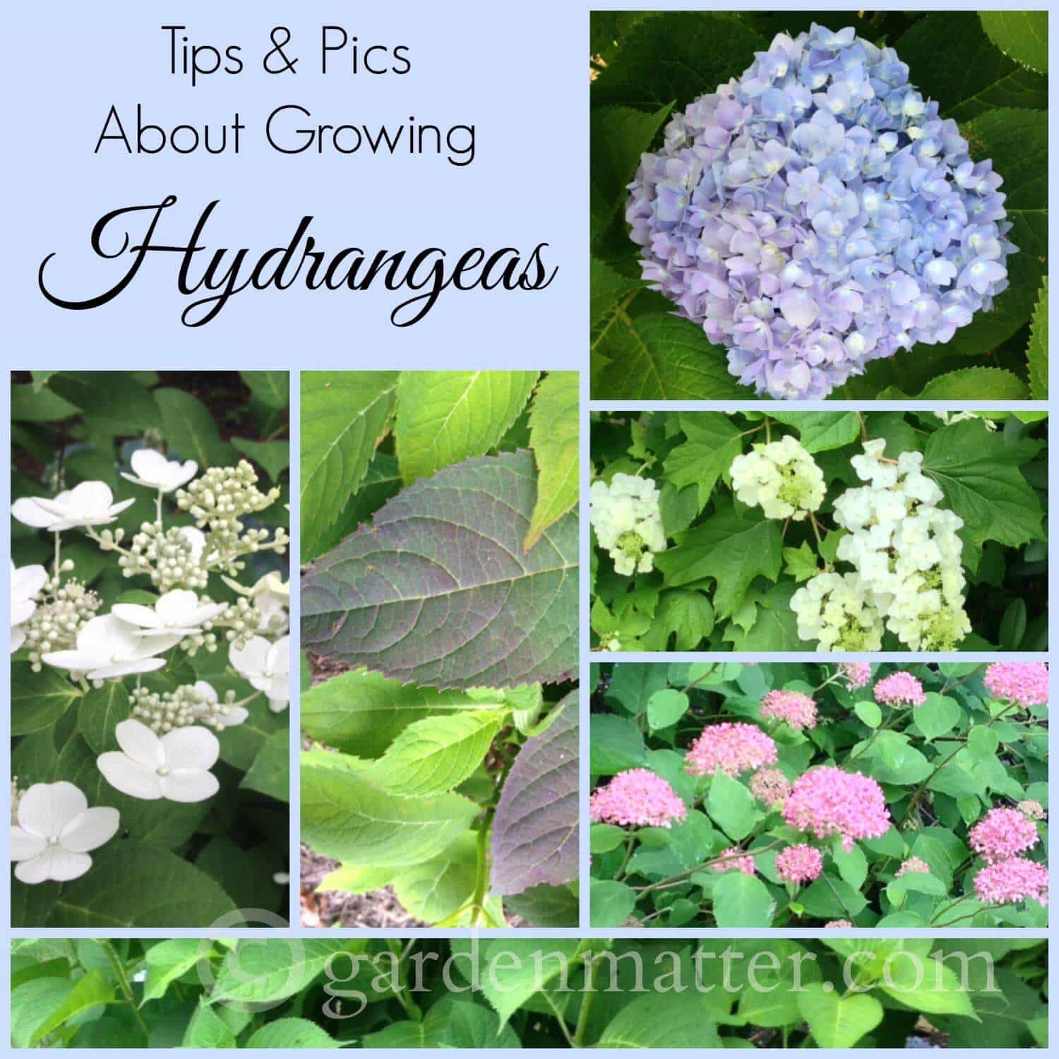 Growing Hydrangeas Why Some Bloom Better Than Others