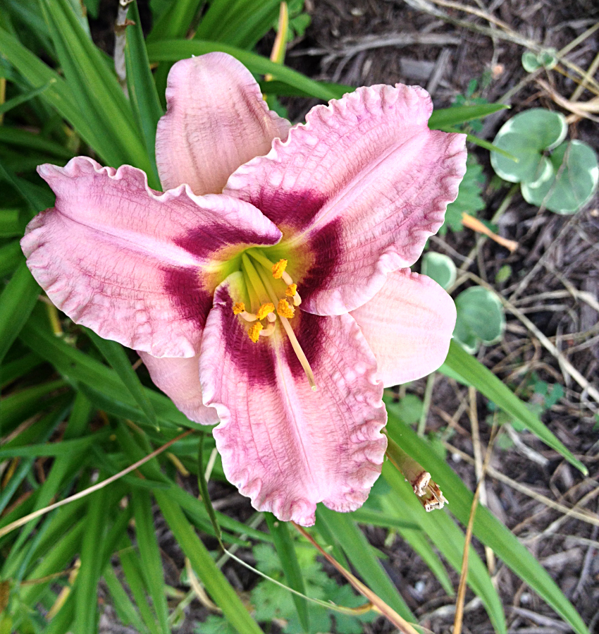 Growing Daylilies A Must Have Perennial Flower in the Garden Hearth
