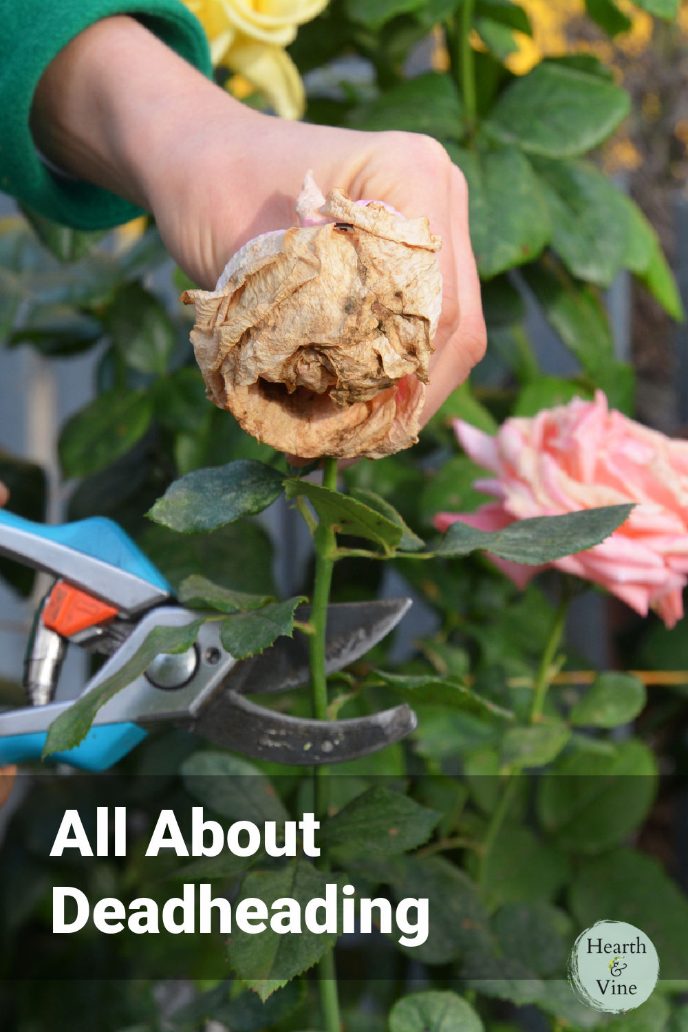 All About Deadheading Flowers What, Why, How, and When