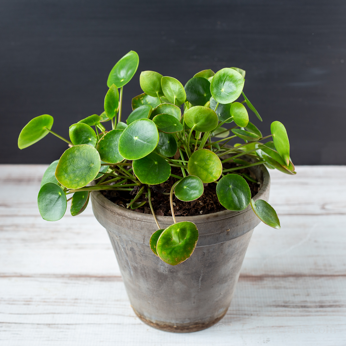 Pilea Plant The Pass It On Friendship Plant Hearth and Vine