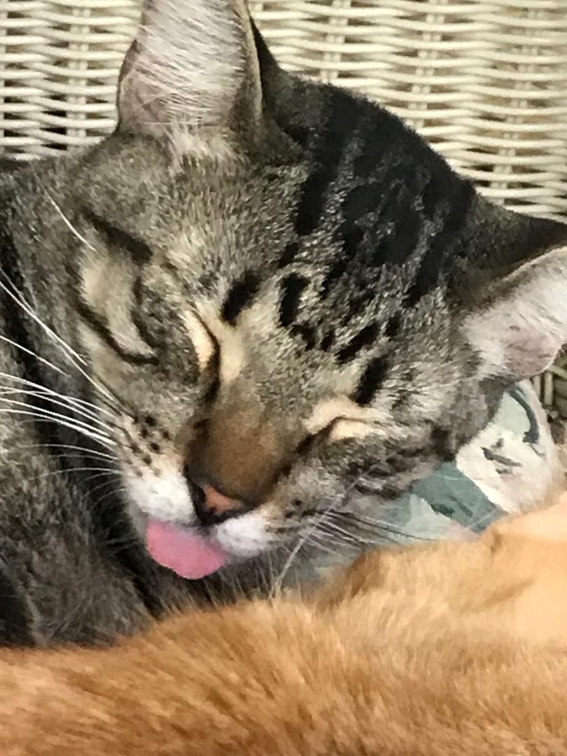 How Our Cats Communicate With Us Heartland Cat Rescue