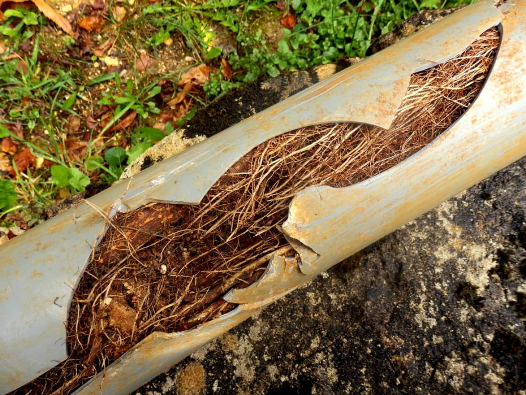 How Fast Do Tree Roots Grow In Sewer Pipes Heartland Inspections