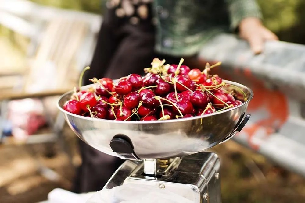 Cherry Festivals in Cyprus Heartland of Legends