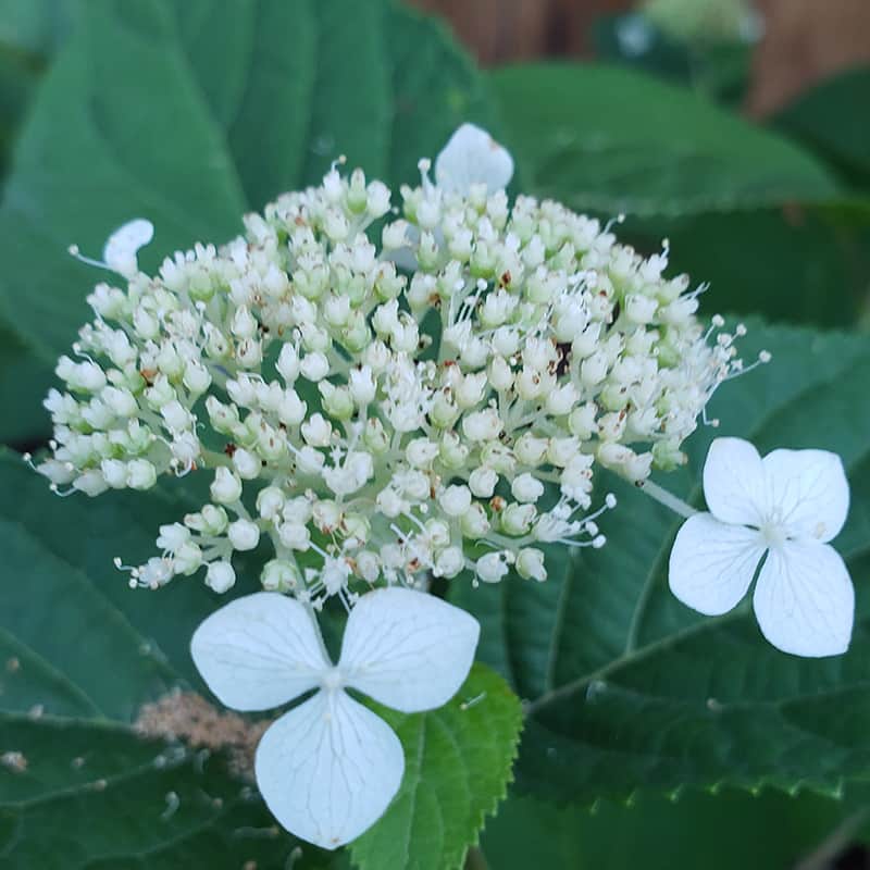 Wild Hydrangea (Hydrangea arborescens) HeartLands Conservancy
