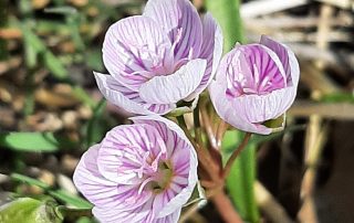 Flowers are in shades of yellow, pink and white. Missouri Native Heartland Seed Of Missouri Llc