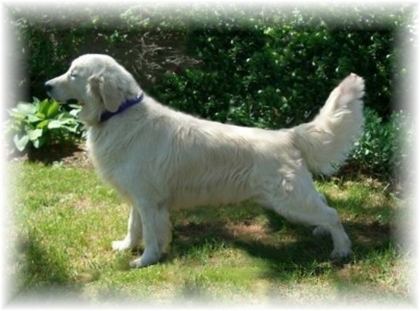 Golden Retriever Wisconsin Retriever Breeder Appleton Breeds