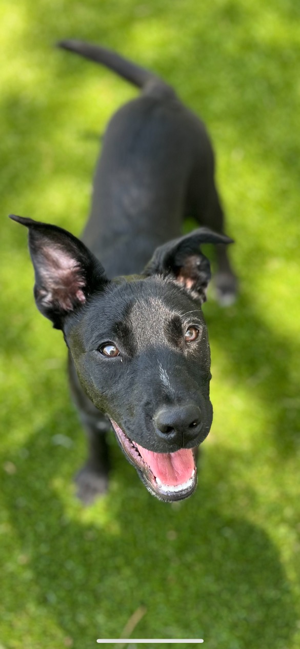 Can A 5 Month Old Male Dog Breed