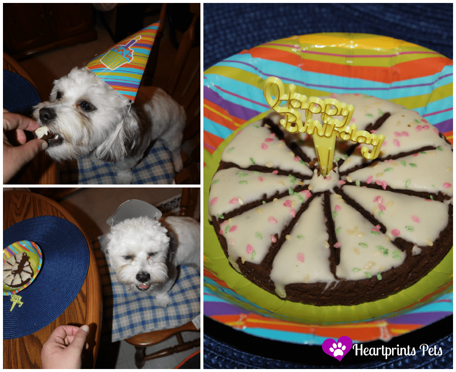 Chewy Celebrated His First Birthday! Heartprints Pets