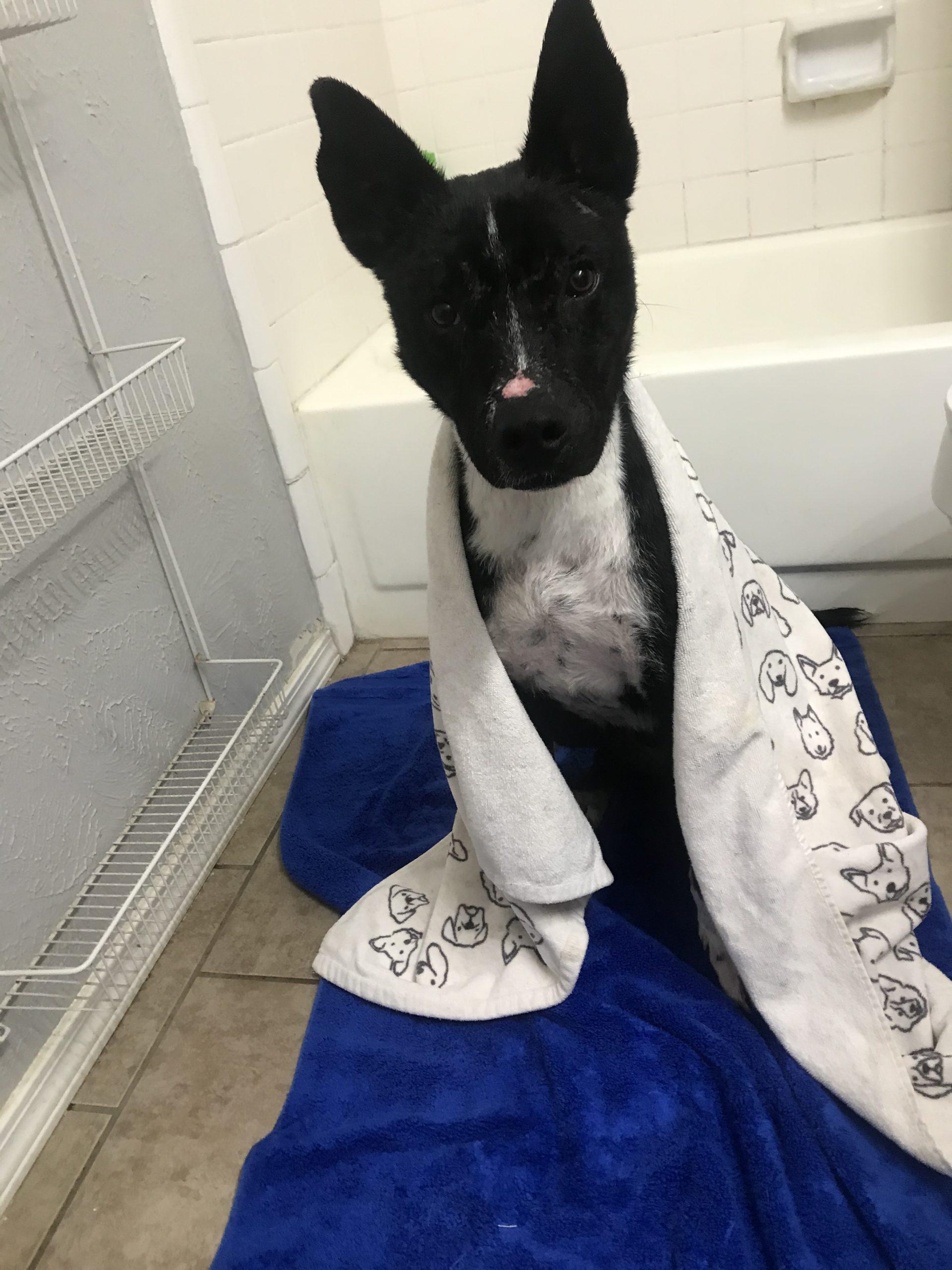 About Hearts & Tails of Hope Pet Rescue