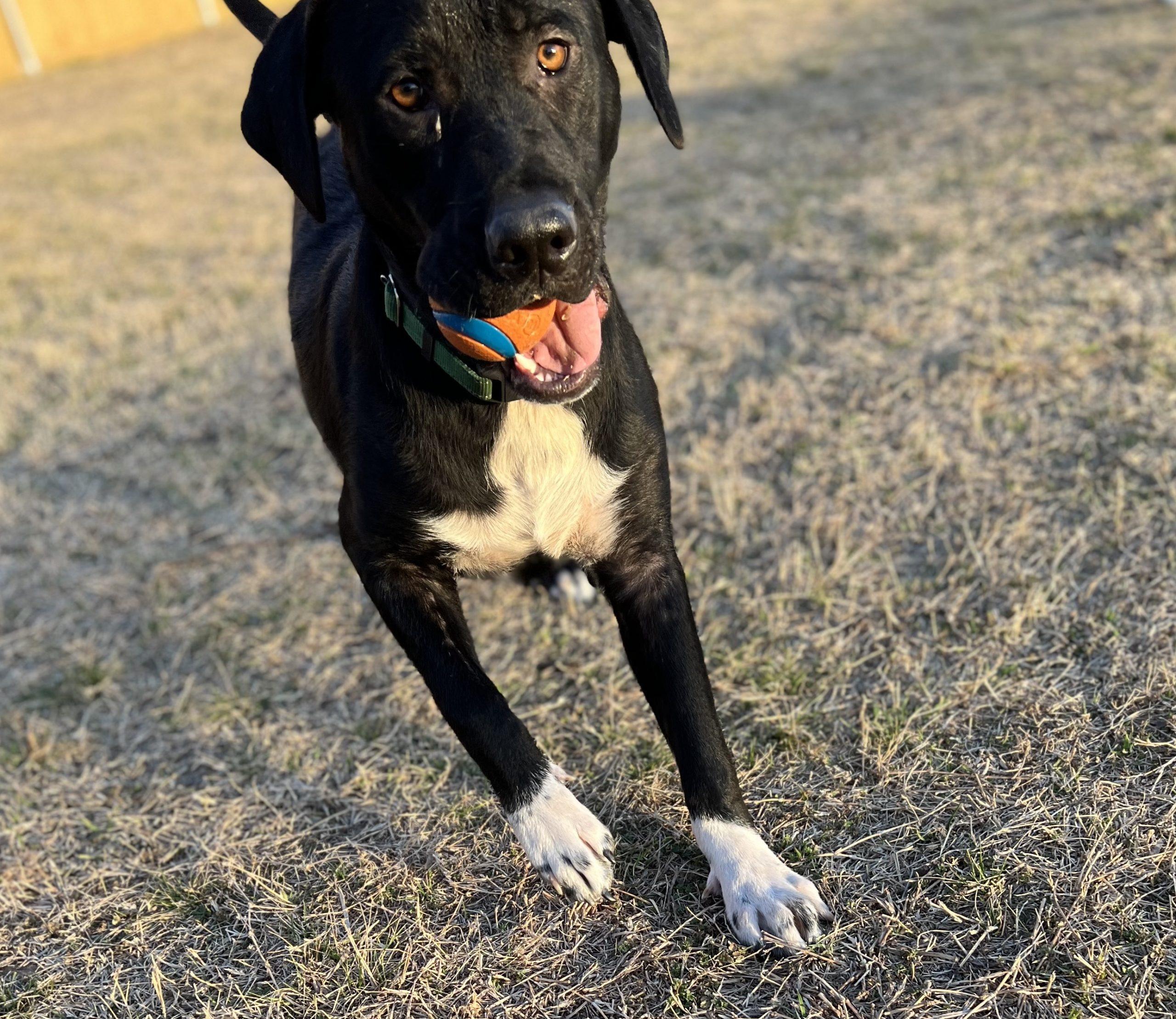 Black Lab Pointer Mix