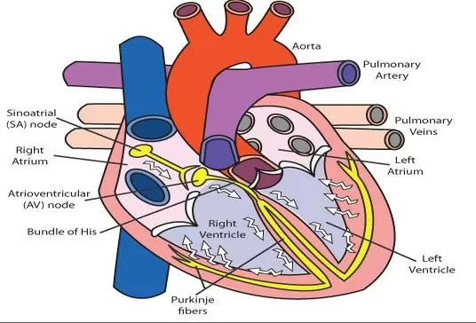 Electrical activity of the heart