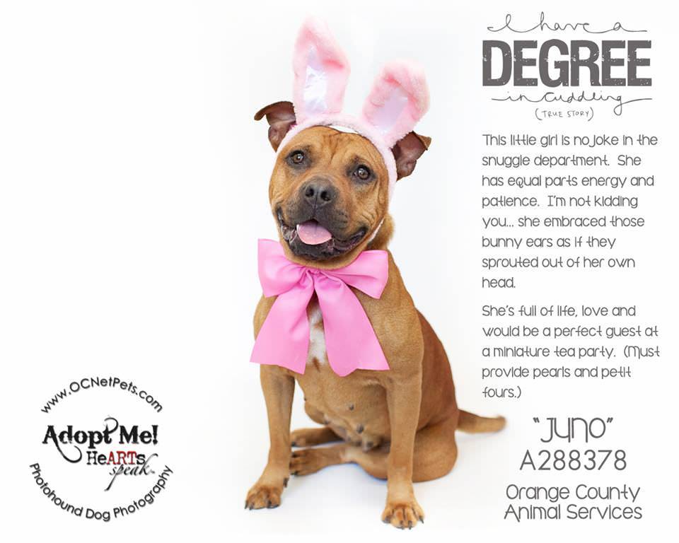 5 Tips for Writing an Effective Pet Bio Hearts Speak