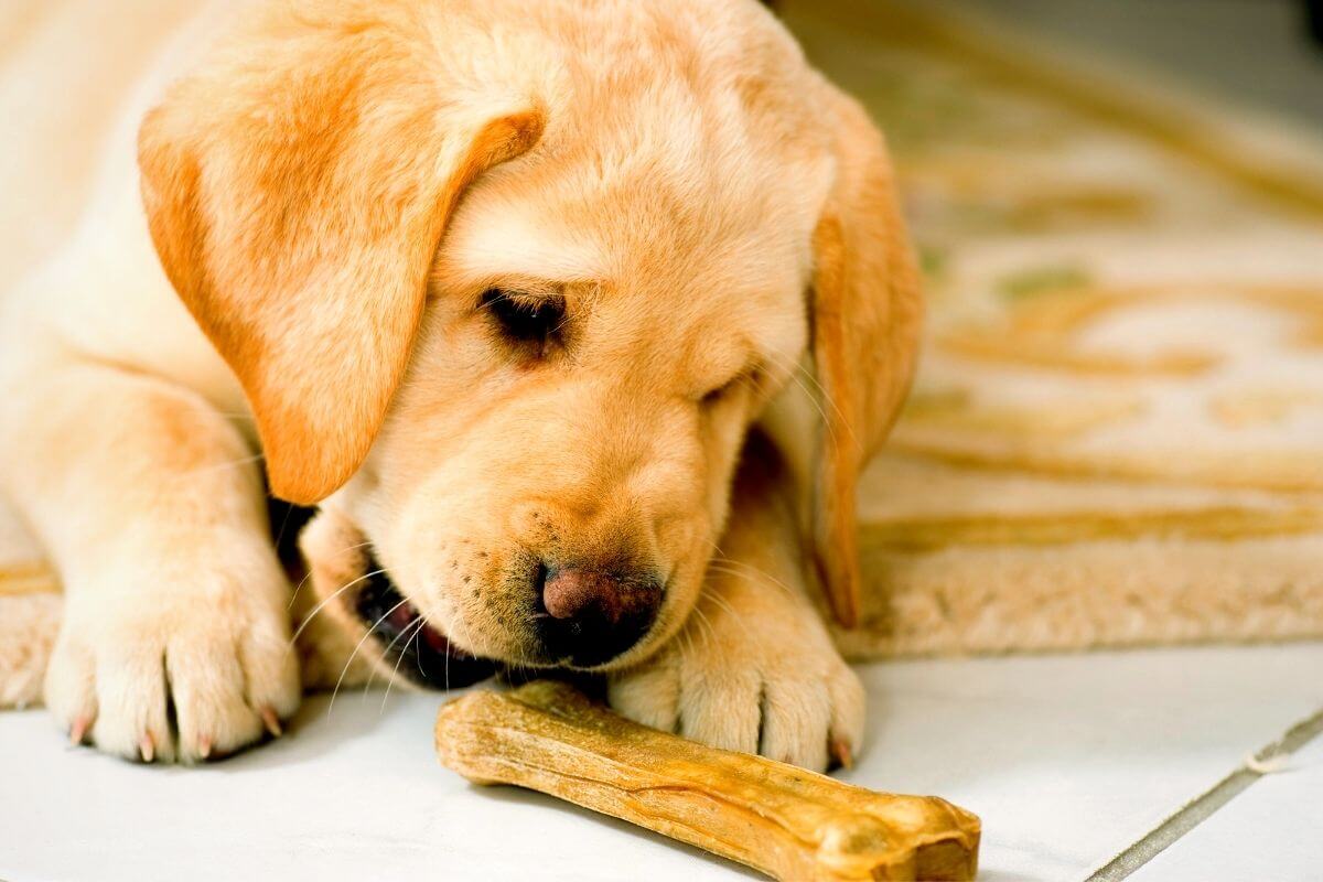 Can Labrador Retrievers Eat Chicken Bones?