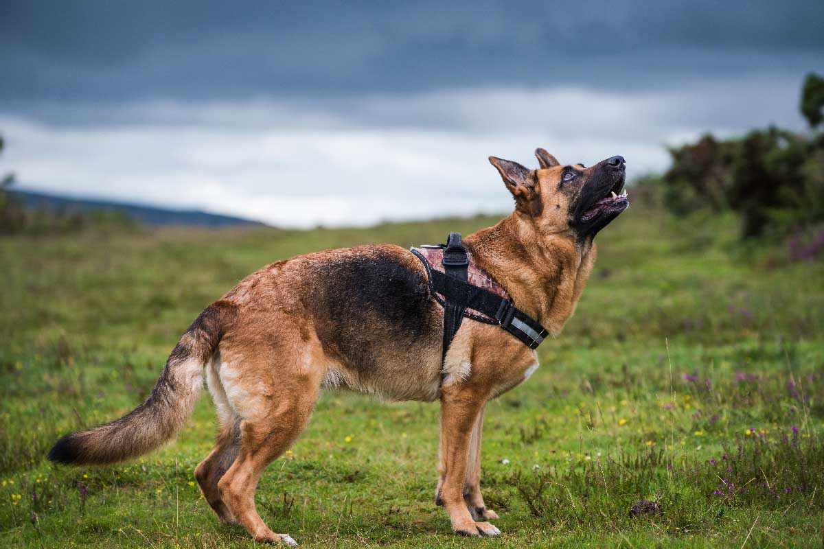 16 Best Dog Breeds for Backpacking Your Perfect Adventure Companions!