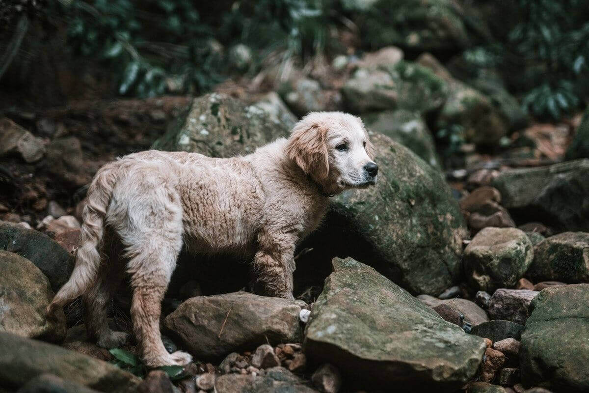 Why Does My Labrador Smell So Bad? 8 Reasons Why