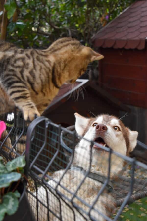 Are Huskies CatFriendly What You Need to Know Before Bringing Them