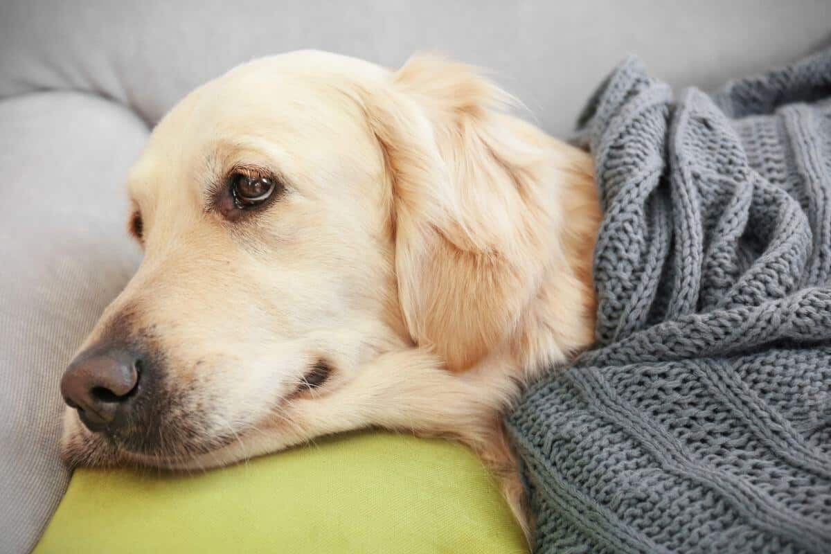 Think Twice! 9 Surprising Reasons Why Golden Retrievers Might Not Be