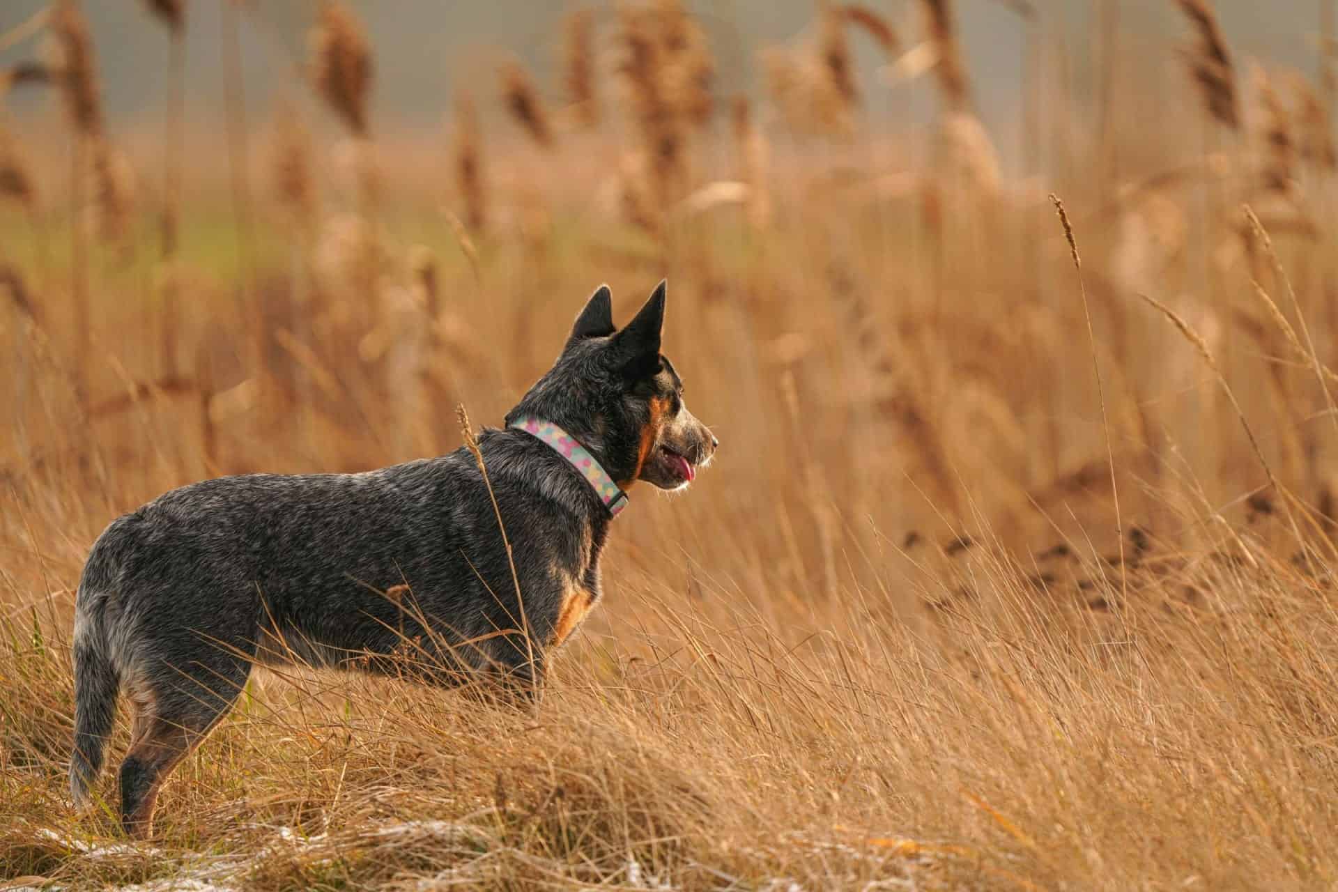 16 Best Dog Breeds for Backpacking Your Perfect Adventure Companions!
