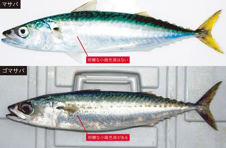 ノンストップ！高速回遊魚。サバ科の魚たち 簡単な見分け方と地方名 知っていれば安心！釣魚豆知識 p1 WEBマガジン HEAT
