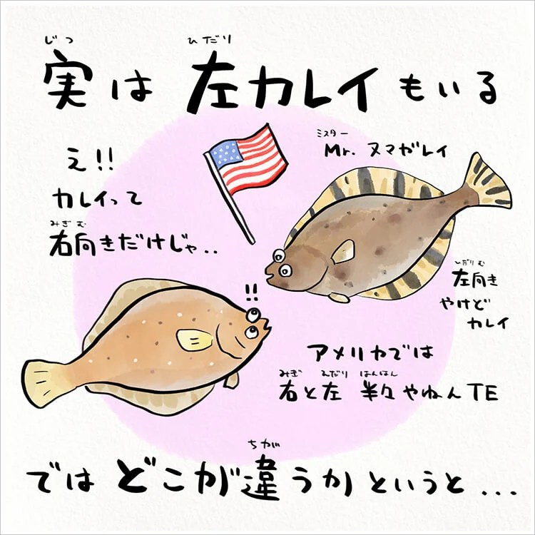 ヒラメとカレイの違いは性格!? 知って得する！川田一輝のお魚あれこれ No.70 p1 WEBマガジン HEAT