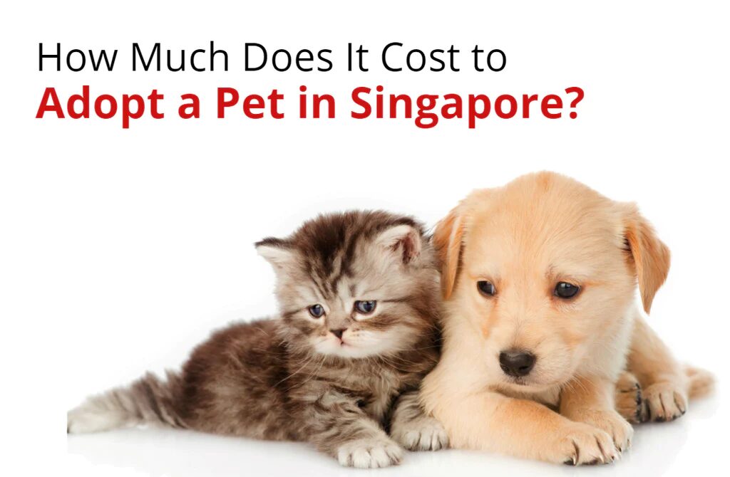 Price of Furry Friends The Cost Of Raising Pets In SG Heat Caster