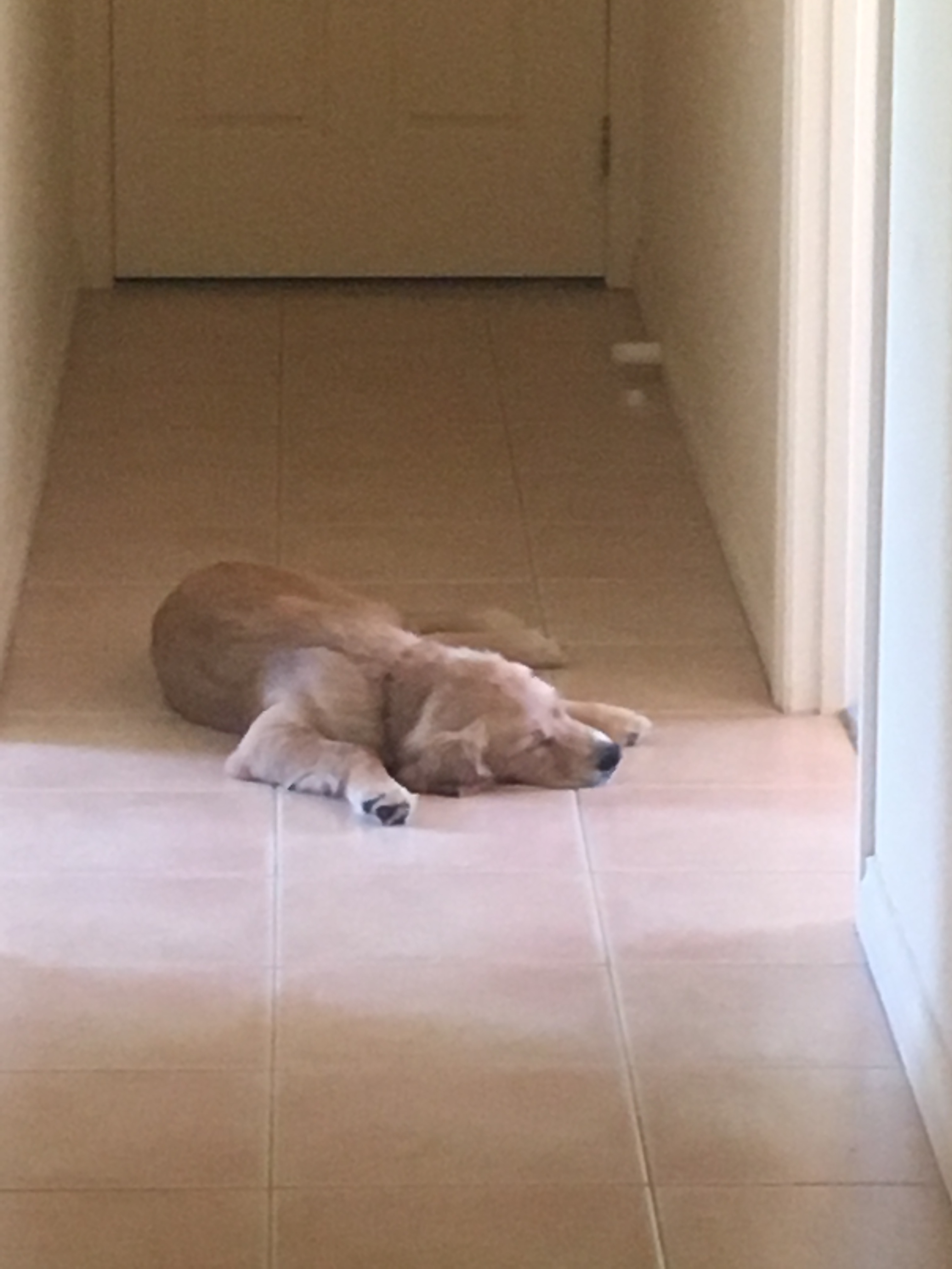 Waiting for Edith Heathcote Boarding Kennels