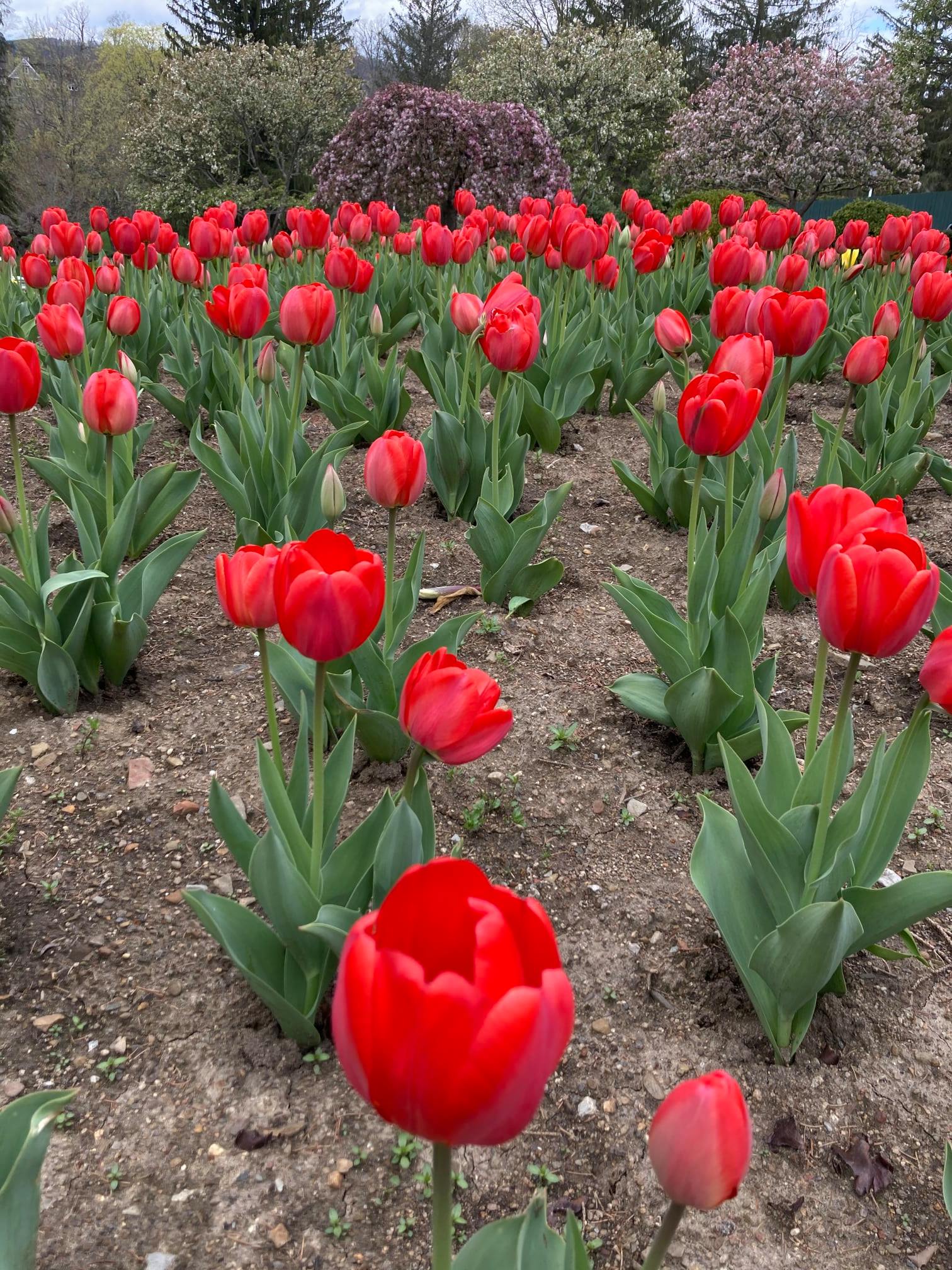 red tulips greenbrier Heather Day Gilbert