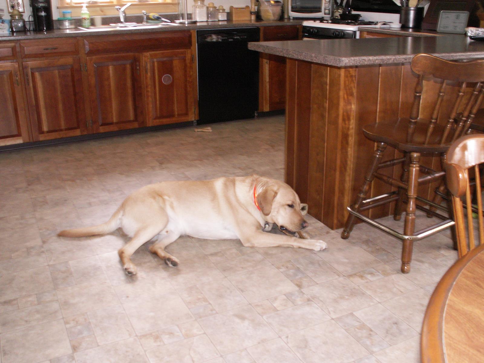 Heather Hollow Labrador Retrievers Photo Gallery(03)