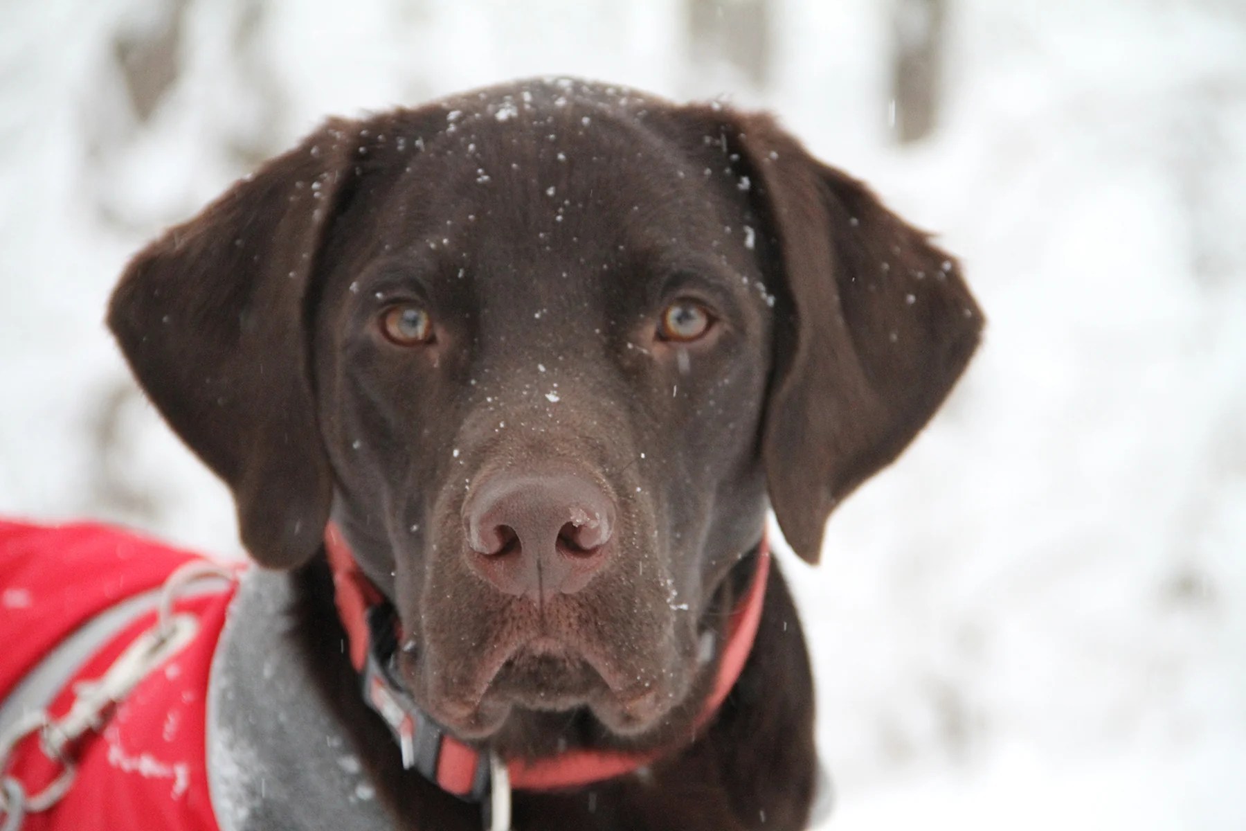 Wilbur Chocolate Lab Heather Wolfe Art