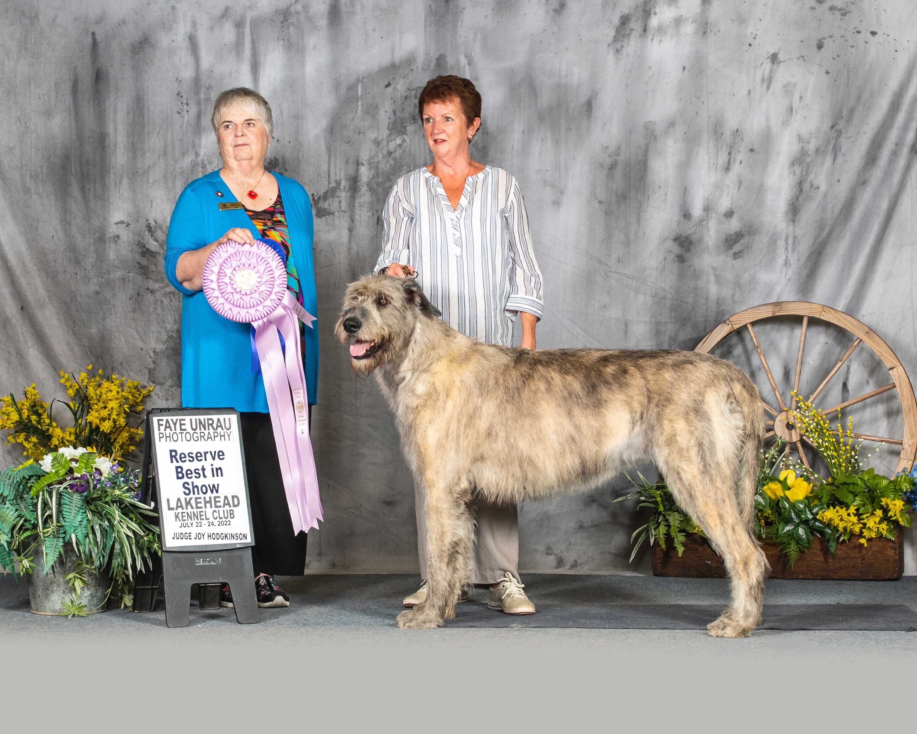 Heathview Irish Wolfhounds IW breed fanciers
