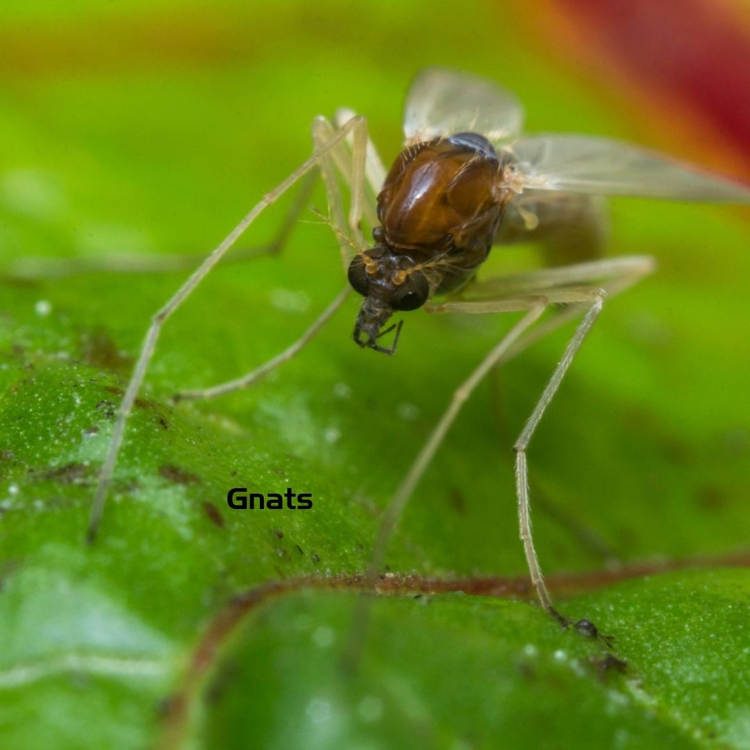 Gnats Heat Pest Services Bed Bug Treatment Pest Control Heroes