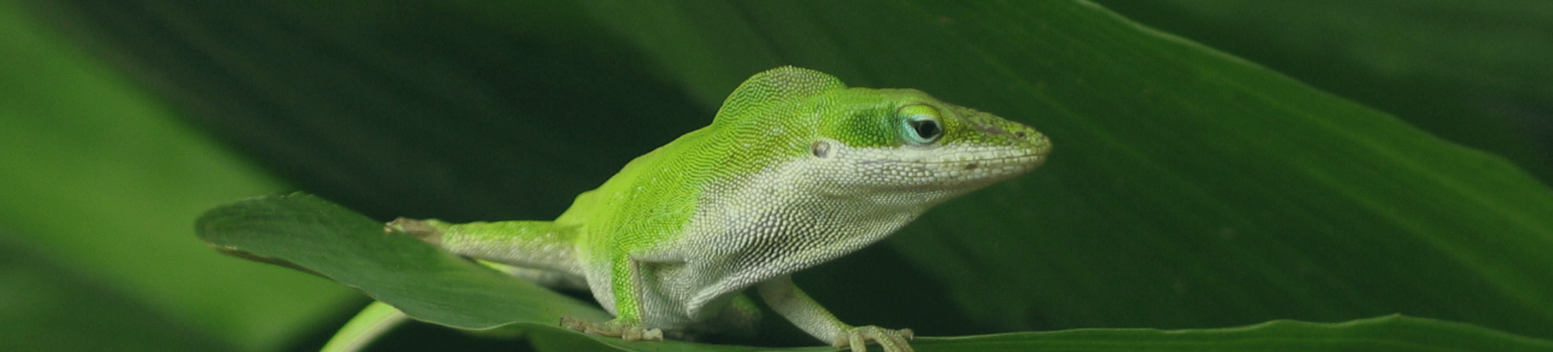 Lizard Control Heat Wave Pest