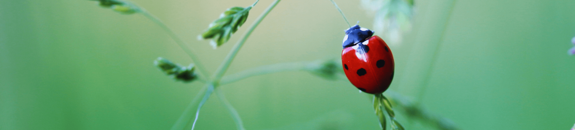Ladybug Control Heat Wave Pest