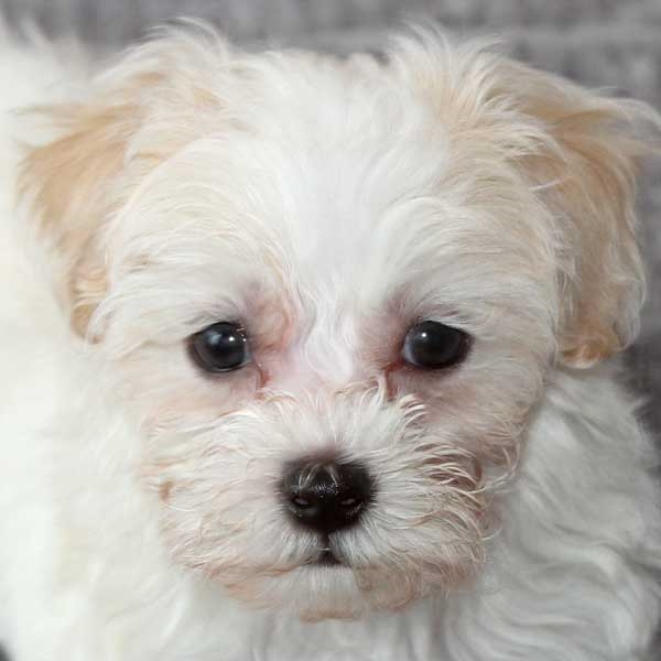 Havapoo Puppy for Sale Heavenly Puppies