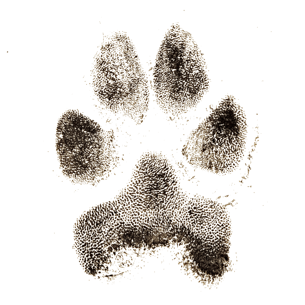 Ink Prints Paw Heaven's Pets