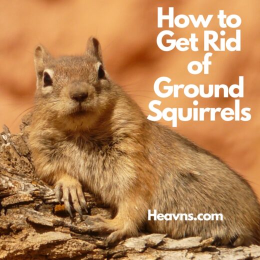 How to Get Rid of Ground Squirrels Quickly - Heavns